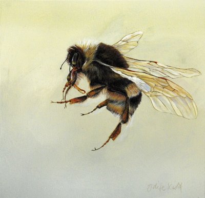 Bombus terrestris 4, 2011 (acrilico su legno) da Odile Kidd