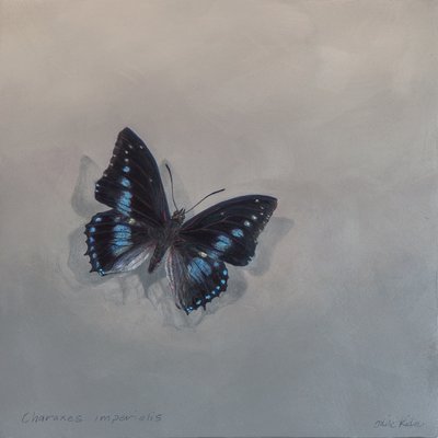 Charaxes imperialis 1 (a), 2014 (acrilico su legno) da Odile Kidd