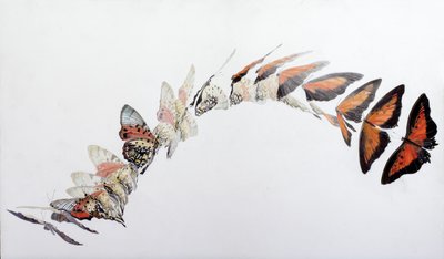 Charaxes zingha flight pattern, 2016 (acrilico su legno gesso) da Odile Kidd