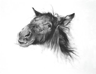 Colt, 2002 (carboncino su carta Fabriano) da Odile Kidd