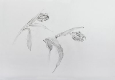 Estella rijnveld 2, 2017 (matita su carta cartonata) da Odile Kidd