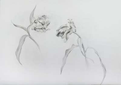 Estella rijnveld 3, 2017 (matita su carta cartonata) da Odile Kidd
