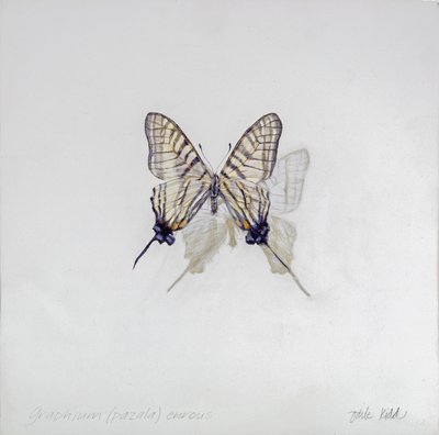 Graphium (Pazala) eurosus, 2014 (acrilico su legno gesso) da Odile Kidd