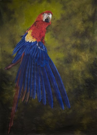 Ara scarlatta 2, 2009 (acrilico su lino) da Odile Kidd