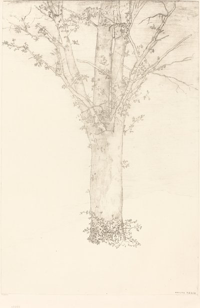 Albero da Odilon Redon