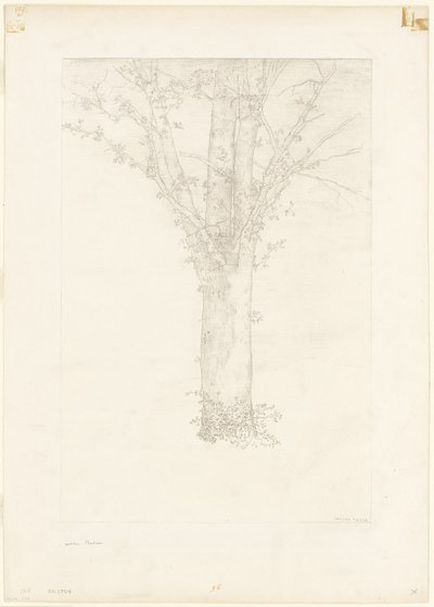 Albero da Odilon Redon