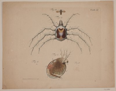 Insetti. Tavola II di opera zoologica da Odvardt Helmoldt de Lode