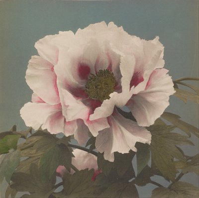Peonia arborea da Ogawa Kazumasa