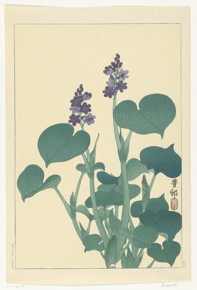 Hosta in fiore da Ohara Koson