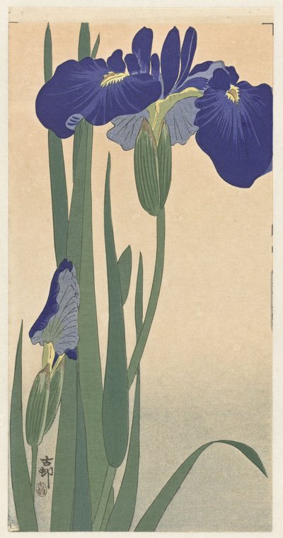 Iris blu da Ohara Koson