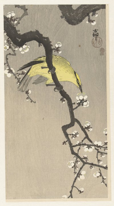 Rigogolo cinese su ramo di prugna in fiore da Ohara Koson