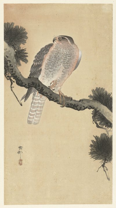 Falco su un ramo di pino da Ohara Koson