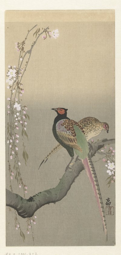 Coppia di fagiani e fiori di ciliegio da Ohara Koson