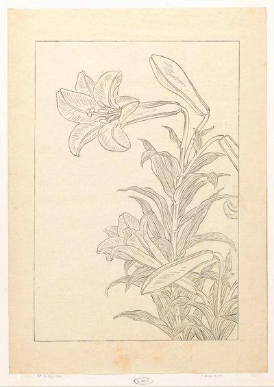 Gigli da Ohara Koson
