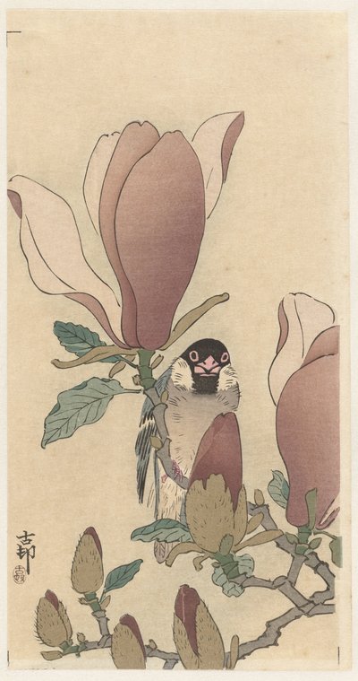 Passero su ramo di magnolia in fiore da Ohara Koson