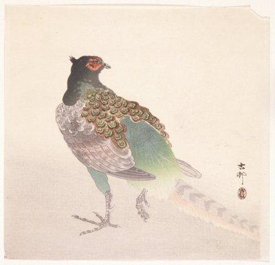 Fagiano da Ohara Koson