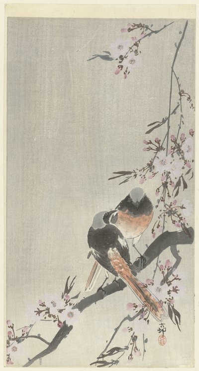 Due codirossi con fiori di ciliegio da Ohara Koson