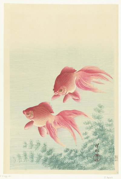 Due pesci rossi a coda di velo da Ohara Koson