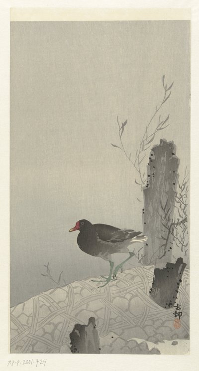 Gallinella d