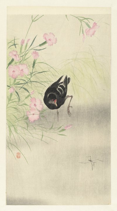 Gallinella d