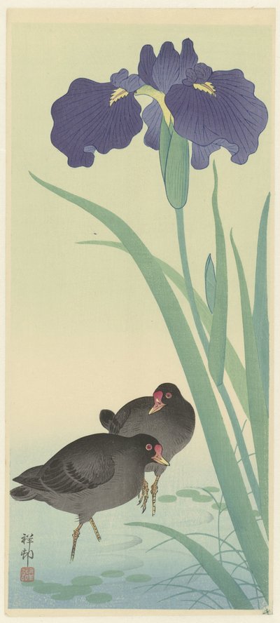Gallinelle d