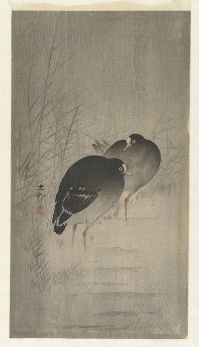 Gallinelle d