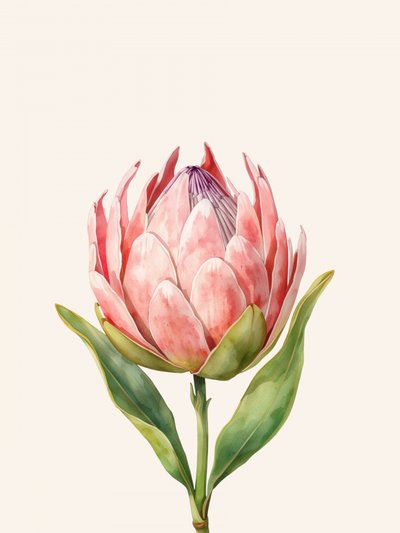 Fiore di protea rosa da Ohkimiko