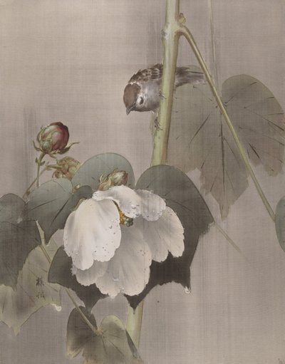 Cotone di rosa malva nella pioggia da Okada Baison