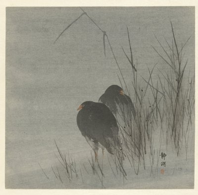 Due folaghe tra le canne da Okuhara Seiko