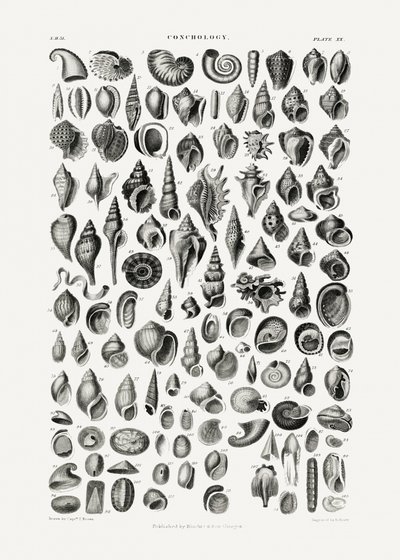 Sealife III da Oliver Goldsmith
