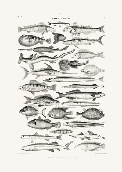 Sealife I da Oliver Goldsmith