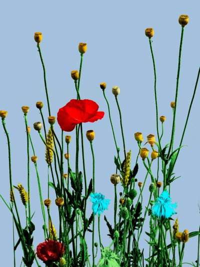 Papavero e fiori, 2019 (mixed media digital) da Olivia Gozzano