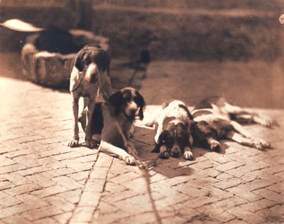 Cani da caccia, 1853 circa (stampa su sale) da Olympe Aguado