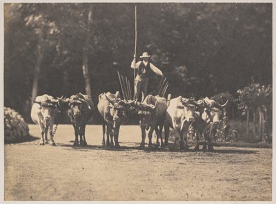 Sei buoi con il loro conducente da Olympe Aguado