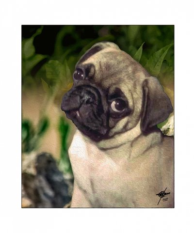 Cucciolo di carlino curioso da Osvaldo Russo