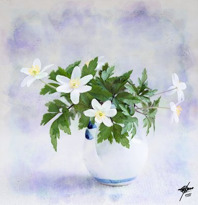 Delicati fiori bianchi primaverili da Osvaldo Russo
