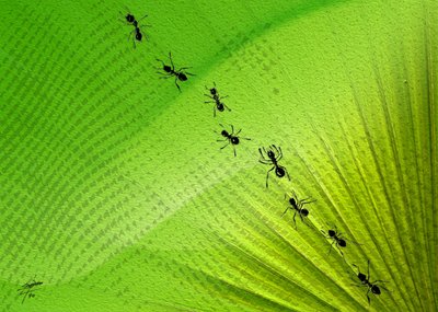Il percorso delle formiche di Green Leaf da Osvaldo Russo