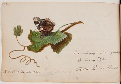Farfalla su una foglia da Ottilie Pauline Horneman