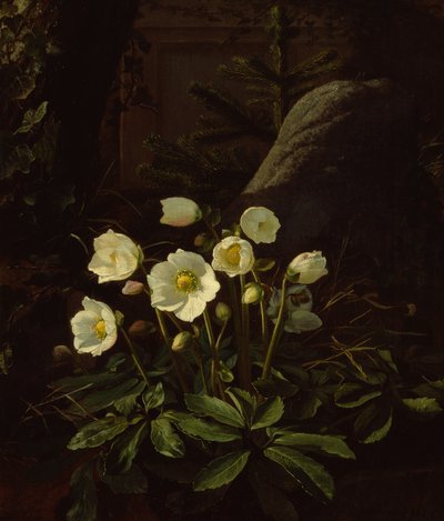 Ellebori in una roccaglia da Otto Didrik Ottesen