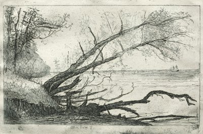 Vecchio sicomoro, 1877 da Otto H. Bacher