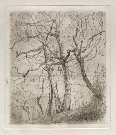 Alberi, 1878 da Otto H. Bacher