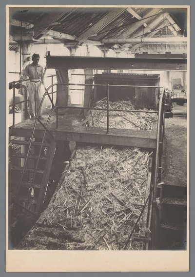 Tagliatore di canna da zucchero al lavoro da Otto Hisgen