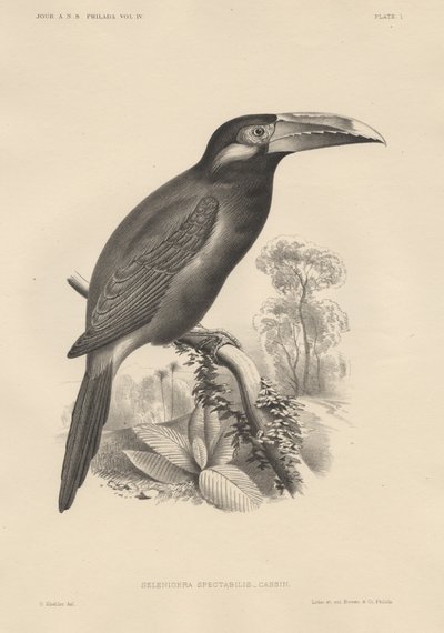 Selenidera Spectabilis, litografia di Bowen und Co., 1850 da Otto Koehler