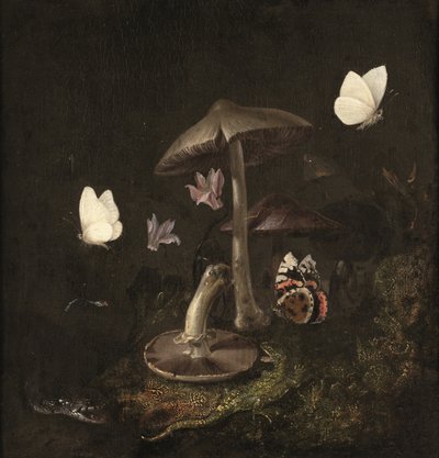 Un "sotto bosco" con funghi, farfalle, una libellula, un serpente e una lucertola (olio su tela) da Otto Marseus van Schrieck