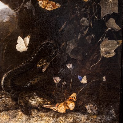 Serpenti, rospi e farfalle da Otto Marseus van Schrieck