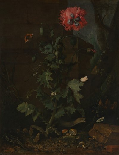 Natura morta con papavero, insetti e rettili da Otto Marseus  van Schrieck