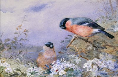 Una coppia di ciuffolotti tra i fiori da Otto Murray Dixon