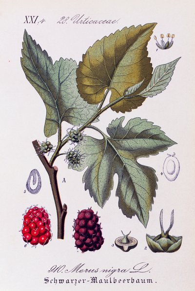 Foglie e frutti di gelso nero (Morus nigra), da Flora von Deutschland, Osterreich und der Schweiz da Otto Wilhelm Thome
