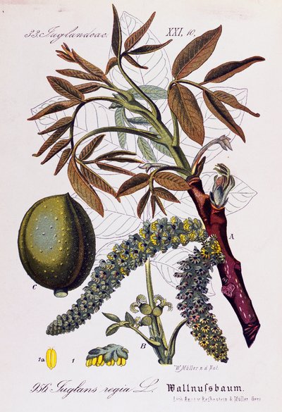 Foglie, frutti e fiori di noce persiano o noce inglese (Juglans regia) da Otto Wilhelm Thome