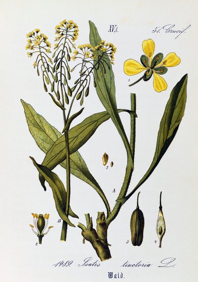 Foglie, frutti e fiori di Guado o Glasto (Isatis tinctoria), illustrazione di Otto Wilhelm Thome (1840-1925) da Flora von Deutschland, Osterreich und der Schweiz (Flora di Germania, Austria e Svizzera) da Otto Wilhelm Thome